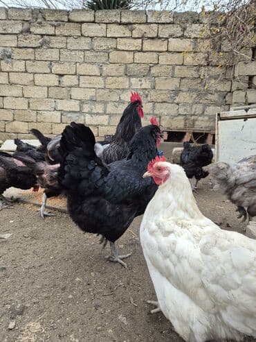 pulsuz pişik balaları: Xoruz, il: 1 — 4