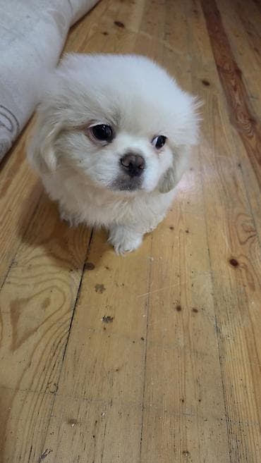 balaca it şəkilləri: Pekines, 2 ay, Erkek — 2