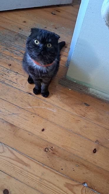 şotland pişiyi satisi: ‼️ Təcili Satılır. ‼️ 8 aylıq cins pişiy erkəy Tam sağlamdı Qiymət — 2