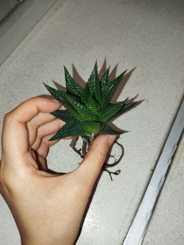 otaq bitkilərinin adları: Хавортия! — 1