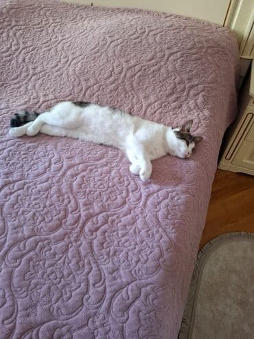 pişik sumkası: Yaxşı əllərə — 5