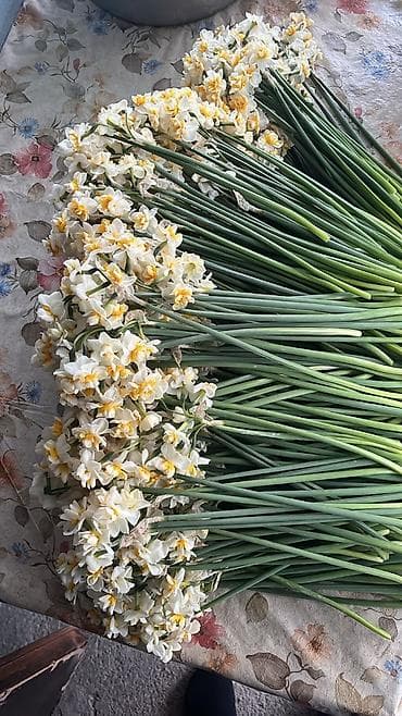 Məhsul: Sümbülvari nərgiz dəstələri (ağ ləçəkli, sarı mərkəzli)