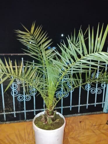 Xurma palmisi (phoenix dactylifera tipli) — dekorativ qap içi/açıq lalafo.az -da Xurma palmisi (phoenix dactylifera tipli) — dekorativ qap içi/açıq