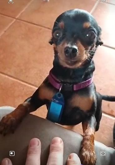 Miniatür pinçer, 3 il, Erkek lalafo.az -da Miniatür pinçer, 3 il, Erkek