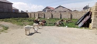 diş şotkası: Sürü – keçi qarışıq 15 baş Ana keçi qarışıqdı hem Sani hem Heleb — 2