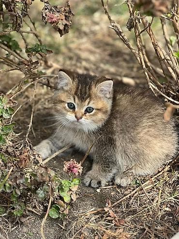 Şotland yastı qulaq