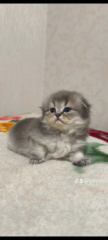 İtlər: Şotland yastı qulaq, Erkək — 1