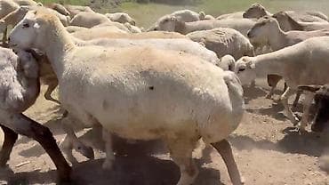 qoyun mal: Dişi, il: 1, Pulsuz çatdırılma — 2