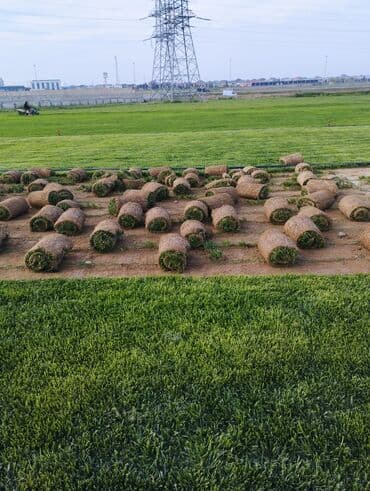 suni qazon qiyməti: Rulon qazon - Peşəkar qazon plantasiyasından kəsilib rulon halında — 1