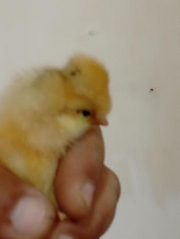 Cücələr: Toyuq cücələri, Damazlıq — 7