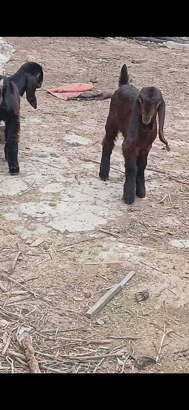 Semiz arginal helep keci balalari satlir 2 diwi 1 erkek damzdiq icin