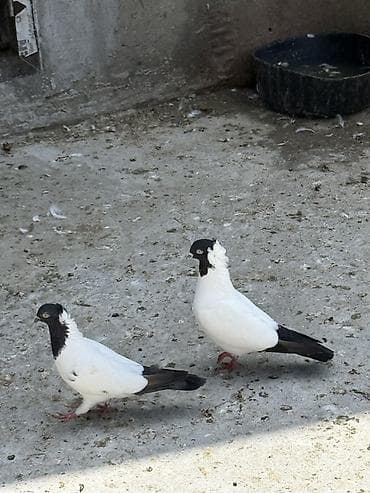 Quşlar: Goyerçinler manax tam cut bala veren qusdardi ekey maya — 2