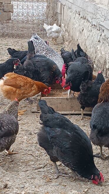 pişik üçün qum qabı: Toyuq, Yumurtalıq — 2