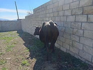 3 toyuq 3 gune 3 yumurta: Yetiy boğaz heyvanlardır - ana baladilar,biri birinci qarına — 3