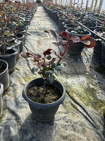 Саженцы деревьев: Dibçəkdə qızılgüllər satılır. Böyük dibçək 4 azn orta 3 azn kiçik — 4