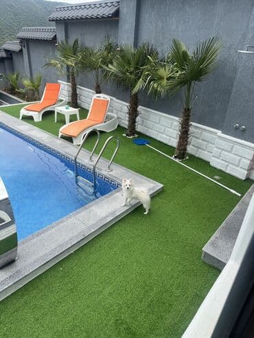 отдам в добрые руки шпица: Шпиц, 4 месяца, Самец — 12