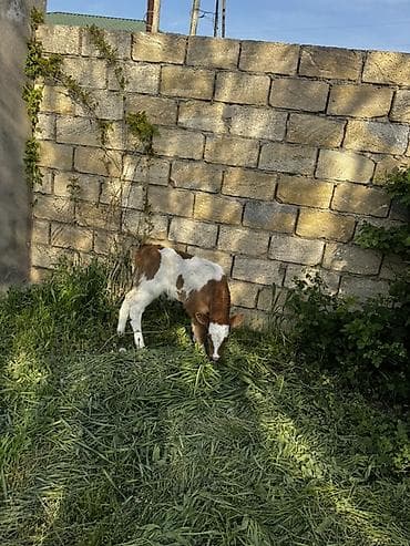 ətlik inək cinsləri: Biri erkək, biri dişi simmental buzovlardır. 4-5 günlükdürlər. Cins — 4