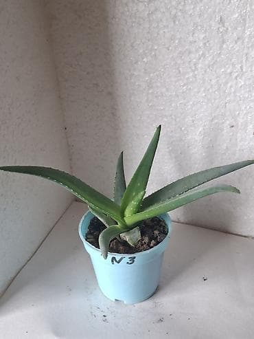 balaca tort sekilleri: Aloe vera (sukulent) – dekorativ və baxımı asan ev bitkisi. - Növ — 1