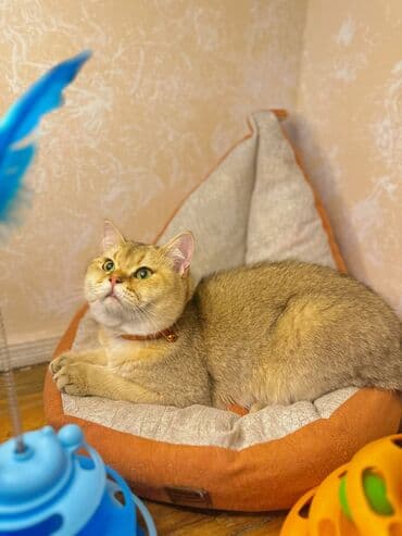 cütleşdirme: Золотая шиншилла, Самец, Для вязки, Бесплатная доставка, Платная доставка, Доставка в районы — 3