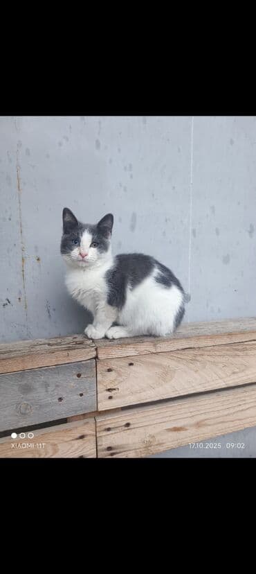 ağ qara pişik: Erkək, Ünvandan götürmə — 1