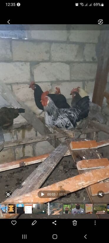 sumatra toyuqlari: Toyuq, Yumurtalıq, Ünvandan götürmə — 4