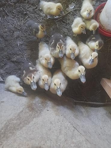 quşlar goyərcin: Erkək, Damazlıq, Ödənişli çatdırılma — 3