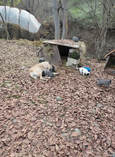 Atasi alabay, anasi qurdbasardi erkək küçük satilir münasib qiymətə lalafo.az -da Atasi alabay, anasi qurdbasardi erkək küçük satilir münasib qiymətə