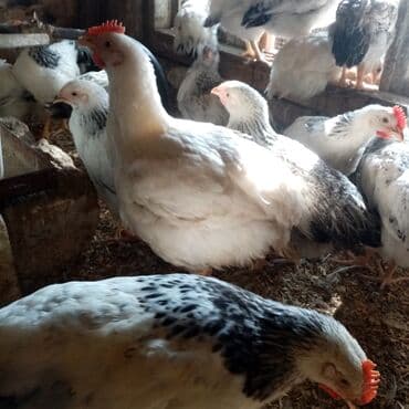 kend teserrufati avadanliqlari satisi: F6-serebrist cücələr satılır vitamin və dərmanlar verilib tam sağlam — 8