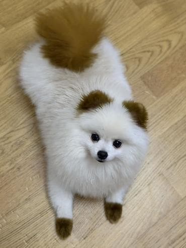 heyvan evləri: Şpitz — 2