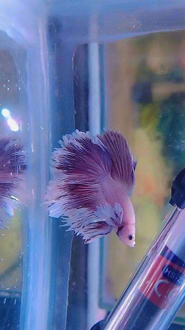 kanbizon: Betta (Petuşok balığı), Ünvandan götürmə, Ödənişli çatdırılma — 1