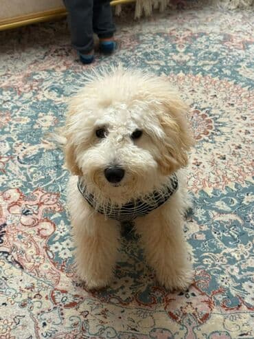 Great Wall: Pudel, 8 ay, Erkek — 1