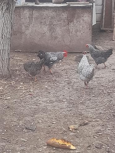 itler pikines type 1: Toyuq, Damazlıq, Pulsuz çatdırılma — 2