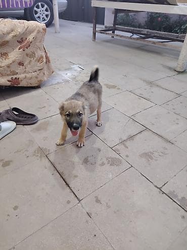 50 günlük kangal balası. Ozum yeni almısam sadece işimlə baqlı