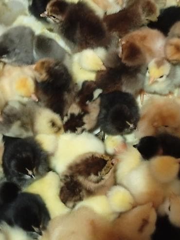 Cücələr: Toyuq cücələri, Damazlıq — 10