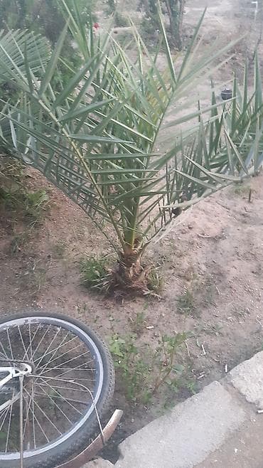 agac tinglerinin satisi: Bağ bitkiləri – dekorativ sukulent və palma növləri - Agave americana — 3