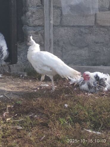 cins ineklerin qiymeti: Salam aleykum. Satışda bir cüt ağ, bir dənə qaraqanad dərəsi var — 3
