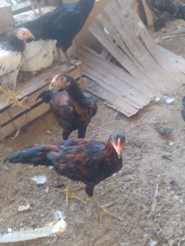 Inəklər, öküzlər: Heyratı xoruzlar. 5 aylıq heyratı xoruzları. Pleymut 6 -ədəd — 6