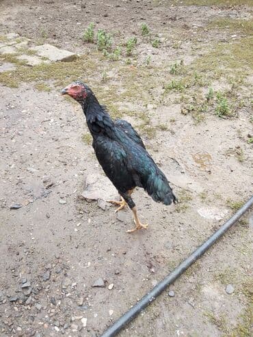 большая клетка для попугая: Петух, лет: 1, Платная доставка — 3