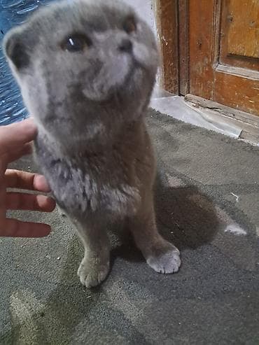 Gəmiricilər: Şotland yastı qulaq — 7