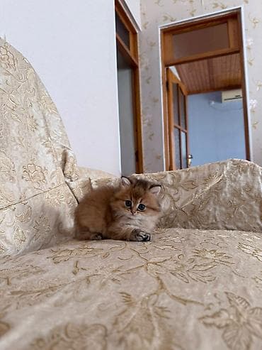 dişi: Qızıl şinşilla, Erkək, Yaxşı əllərə — 2
