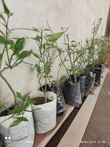 agac satisi: Ağaclar satışı Limon Apersin Mandalin Kinkan Palma fexu isdeyen yazsın — 2