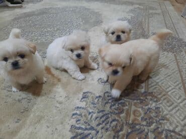 akvarium balıqları haqqında məlumat: Pekines, Peyvəndli — 4