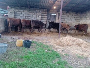 Dana, buzov: 7 baş erkek qiymet hamsina göredi lazm olsa video ataram — 2