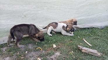 golden retriever satisi: 1 ay, Erkek, Peyvəndli, Ödənişli çatdırılma — 4