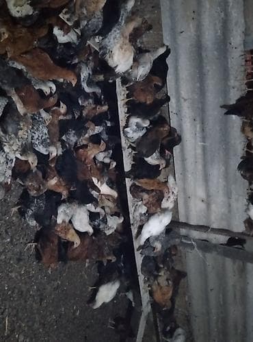 Toyuq cücələri, Ətlik lalafo.az -da Toyuq cücələri, Ətlik