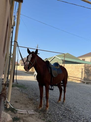 Atlar: Dişi, il: 4, Ödənişli çatdırılma — 2