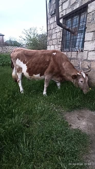 inəklər: Simental tipli dişi inək - Rəng: açıq-qəhvəyi və ağ ləkəli - Sağım — 9