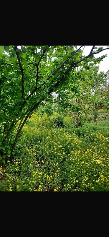 şeki: 8 sot, Tikinti, Mülkiyyətçi, Kupça (Çıxarış) — 10