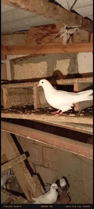 аквариум без рыб: Ağ rəngli dekorativ göyərçinlər - Tam ağ lələklər, bəzi fərdlərdə — 9