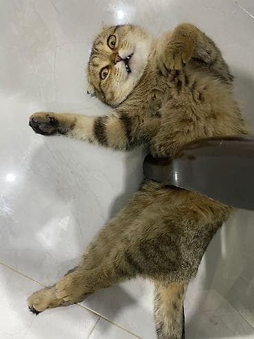 siyam pisiyi: Şotland, Erkək, Yaxşı əllərə, Ünvandan götürmə, Ödənişli çatdırılma — 1